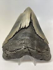Megalodon Shark Tooth 5.36” Huge - Wide Fossil - Serrated 14576 picture