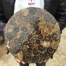 TOP！10Inch Natural Ammonite Disc Fossil Conch Specimen Healing 1PC 800g-1000g picture