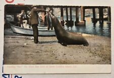 Antique Postcard Feeding Ben Giant  Seal Lion Santa Catalina Island CA M28  picture