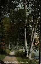 Birch trees at Waldheim ~ Dexter Maine ~ c1910 vintage postcard picture