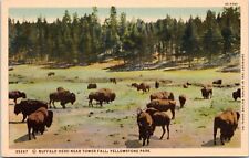 Buffalo Herd near Tower Fall, Yellowstone Park, Wyoming- 1936 Linen Postcard picture
