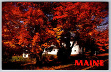 Maine ME Autumn Fall Foliage Trees Chrome Postcard picture
