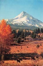 Balsam Poplar, Mt. Hood Oregon, Oregon Vintage PC Posted 1964 picture