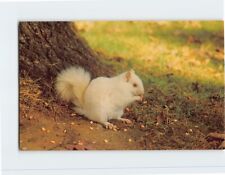 Postcard White Squirrels Olney Illinois USA North America picture