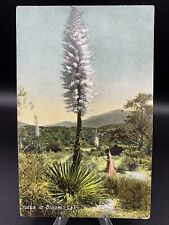 YUCCA IN BLOOM CALIFORNIA - Antique Postcard, PCK Series, unused picture