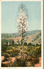 Postcard A Spanish Bayonet Yucca Aloifolia Fred Harvey UNP picture