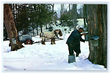 Vintage Postcard Man Harvesting Syrup From Tree Horses Wagon picture