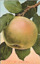 LITHO * California - Newtown Pippin Apple #2591 Mitchell 1910 San Francisco picture