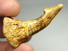 Morocco - Exquisite - Onchopristis Fossil Tooth - M-4673 - 9.40g - 52x26mm RARE picture