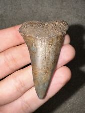 Large Unique Hastalis (Mako) Fossil Shark Tooth Not Great White Megalodon  picture