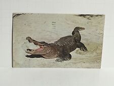 Postcard Alligator 15-20 ft Long 1000 Pounds A49 picture