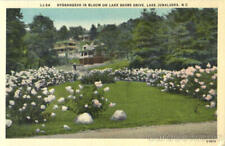 Lake Junaluska,NC Hydrangeas In Bloom On Lake Shore Drive Haywood County Vintage picture