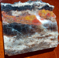 Utah Volcanic Petrified Wood Limb Cast Slab Vivid Color Translucent Quartz Utah picture