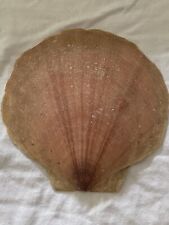 Vintage Clam Shell Souvenir From Digby Nova Scotia Canada picture