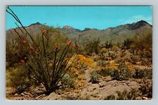 Springtime On The Desert, Nature Plants And Flowers Vintage Postcard picture