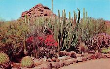 Phoenix AZ Arizona Cactus Desert Botanical Garden Papago Park Vtg Postcard B36 picture