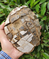 1691Gr AMAZING RARE Sea Shell GIANT Gastropod Fossil  Indonesia picture