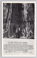 Post Card The Big Tree of Florida between Orlando and Sanford, Fl H228 picture