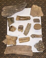 Pleistocene Ice Age Fossil Collection  picture