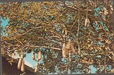 Ft Myers Florida FL Sausage Tree Edison's Gardens UNP Chrome Postcard picture