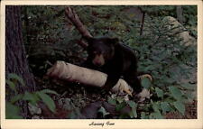 Appleton Wisconsin Greetings bear cub on tree log mailed 1977 vintage postcard picture