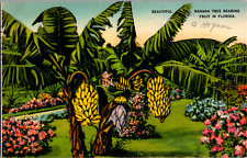 Vintage 1939 Banana Tree Bearing Fruit, Garden Jacksonville Florida FL Postcard picture