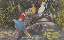 Parrot Jungle Miami Florida Linen Postcard 1940's picture