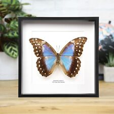 Giant Blue Morpho - Handcrafted Entomology Butterfly Frame Interior Design picture