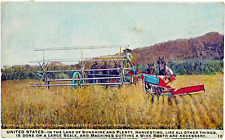 1909 America - Large Scale Harvesting, Horse-drawn Equipment Postcard, IHC M-60 picture