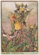 Sow Thistle Fairy by Cicely Mary Barker. Wayside Flower Fairies c1948 print picture