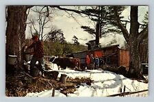 Maple Sugar Time In New England, Tapping The Tree, Bulls, c1971 Vintage Postcard picture
