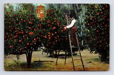Dr Garnetts Orange Grove Coat of Arms Crest St Augustine Florida FL Postcard picture