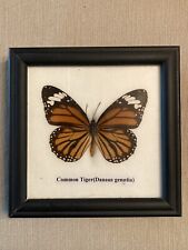 Brown Black White Butterfly ‘Common Tiger’ Danaus genutia Art Framed Taxidermy picture