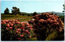 Postcard - Rhododendron, Mt. Laurel picture
