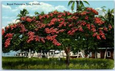 Postcard - Royal Poinciana Tree, Florida, USA, North America picture