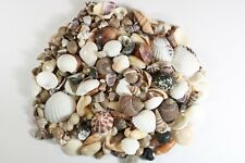 400+ Small Mixed Seashells, Assorted Craft Shells Mix US Seller  picture
