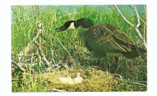 Canadian Goose Michigan MI Postcard Vintage Geese Bird picture
