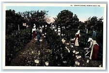 North East Pennsylvania PA Postcard Grape Scene Harvesting c1910's Antique picture