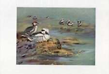 Smew Duck - 1958 Beautiful Vintage Bird Print by G.E.Lodge Great Gift picture