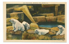 Chicago IL Postcard Brookfield Zoo Polar Bears picture