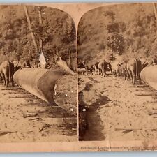 c1900s Boulder Creek, Colorado Logging Oxen Haul Mill Real Photo Stereoview V46 picture