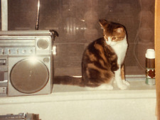 JC Photograph Cute Adorable Kitty Kitten Cat Sitting Window Sill Boom Box Radio picture