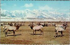 Postcard 1970 WY Elk Wildlife Animals Male View Snow Mountains Jackson Wyoming  picture