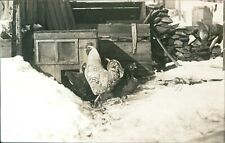 Rooster in snow Wonderful vintage RPPC, farm, unique real photo Postcard picture