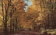 Golden Sunlight & Shadows on an Autumn Country Road Chrome Vintage Post Card picture