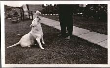 VINTAGE PHOTOGRAPH 1920-40'S BASKET MEN'S FASHION DOG/PUPPY HOWLING OLD PHOTO picture