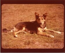 Vintage Old Photo Brown White Collie Dog Pet Sitting on Grass 1970s picture