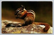Greetings From Manitowish Waters Wisconsin Vintage Unposted Postcard Chipmunk picture