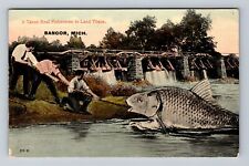 Bangor MI-Michigan, Real Fishermen Landing Giant Fish, Vintage c1913 Postcard picture