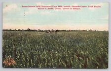 Bromo Inermis Field Homewood Farm Ipswich Edmunds County South Dakota SD 1908 picture